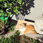 Katze sohnt sich